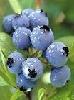  European   bilberry  P.E.