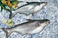 Whole  Pangasius 