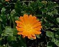  Supercritical  Lutein