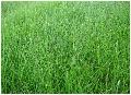 Organic Grass Juice Powder