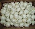Pure white garlic loose in  carton 
