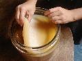  Kombucha  Tea Extract
