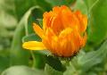 Marigold  oleoresin 