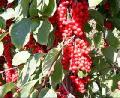 Schisandra Chinensis Extract