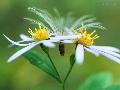 Dandelion P.E.