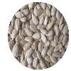 bakery grade sunflower kernel