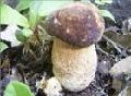  fresh   boletus   edulis 