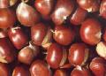 Fresh chestnut