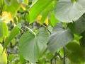 Kava Kava Extract- Kawa Kawa Extract
