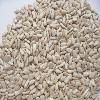 sunflower kernels ,bakery grade