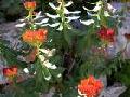 Rhodiola Rosea Extract