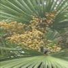 Saw Palmetto Frui Extract Powder