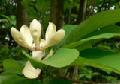 Magnolia Cortex Extract Powder