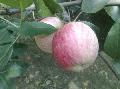 Gala apple
