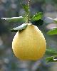 Single pomelo