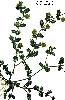  Tribulus   terrestris  P.E.,  Tribulus   Terrestris   Extract , Saponins