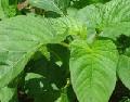 Callaloo Fresh Organic Smart Food Like Whoa