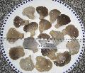 Salted Pleurotus