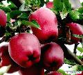 fresh huaniu apple,apple from China,, Shaanxi  apple,big apple,lost weight food,hottest food,