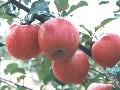 fresh fuji apple,apple from China,China apple,Shaanxi apple,big apple,lost weight food,hottest food,