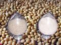 ISP510  Injection   Soy   Protein   Isolate 