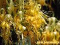  honeysuckle  extract