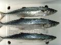 Frozen spanish mackerel