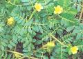 Tribulus terrestris Plant extract