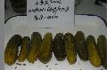 Canned cucumber in vinegar