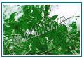 GYMNEMA SYLVESTRE (GYMNEMIC ACID 25 % & 75 % )