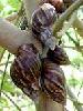 all about snail