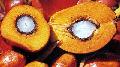 Crude Palm Oil (CPO)