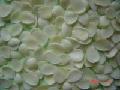 Blanched debitter apricot kernels