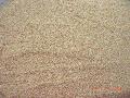 Dehydrated Garlic Granules