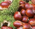 Chinese chestnut 6