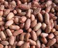 Peanut Kernels - Virginia type