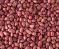 Red skin Peanut