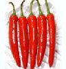  jinta   chilli 