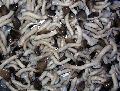 shimeji in brine