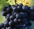 Grape seed extract