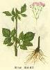  Valerian   extract 