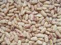 light speckled kidney beans ( long  shape)