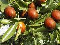Ziziphus jujuba