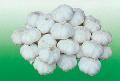 Fresh Garlic