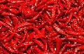 Dried Chilli Pepper