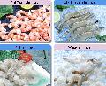 various shrimp on sale (direct factory)