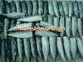 fresh raw material processed Mackerel HGT