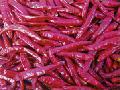 tianying  hot   chilli 