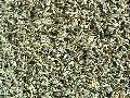 cumin seeds