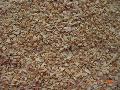 Dehydrated garlic fgranules(5-10mesh)